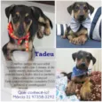 Tadeu