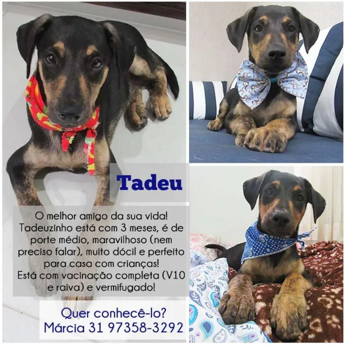 Cachorro raça Srd idade 2 a 6 meses nome Tadeu