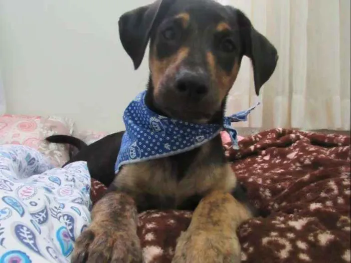 Cachorro raça Srd idade 2 a 6 meses nome Tadeu