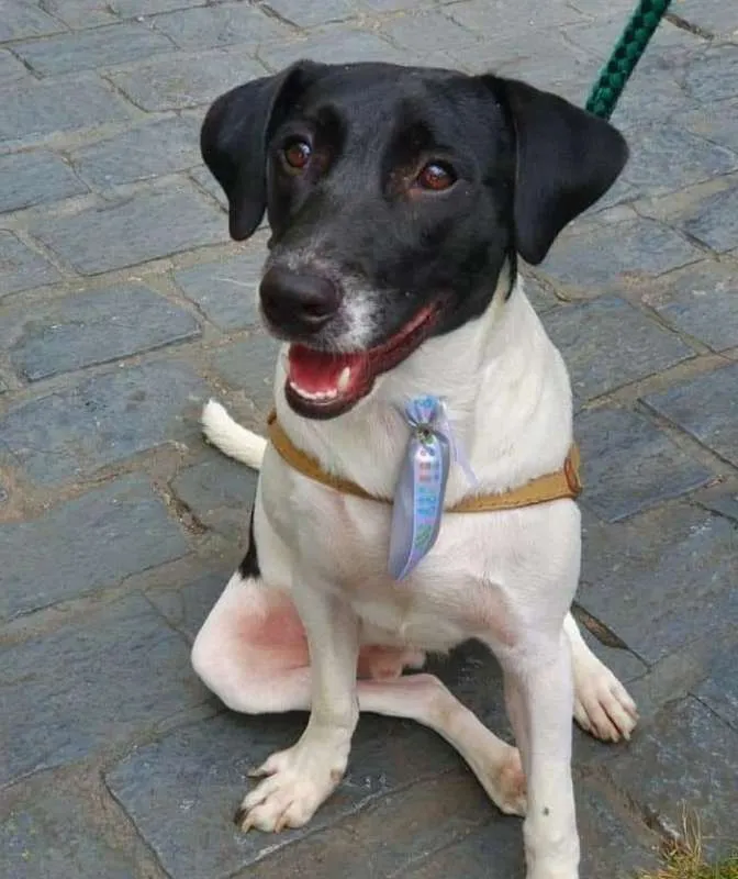 Cachorro ra a  idade 1 ano nome Valentim