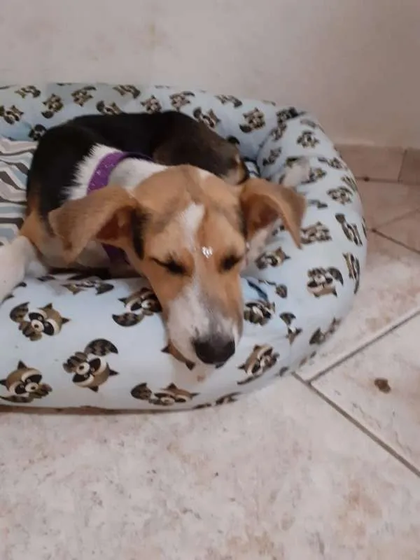 Cachorro ra a  idade 2 a 6 meses nome Flor e Flora