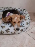 Flor e Flora