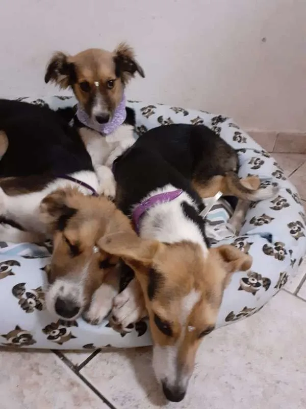 Cachorro ra a  idade 2 a 6 meses nome Flor e Flora