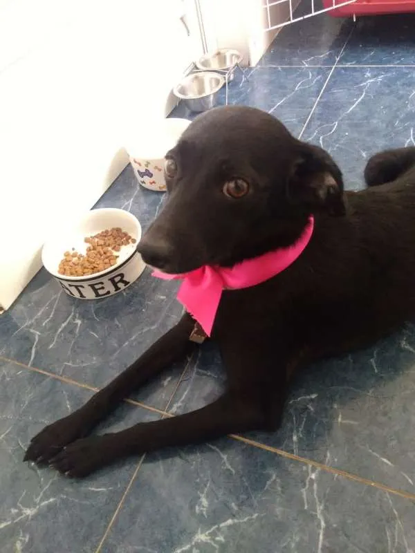Cachorro ra a SRD idade 1 ano nome Koka