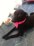 Koka