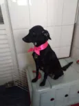 Koka