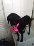 Koka