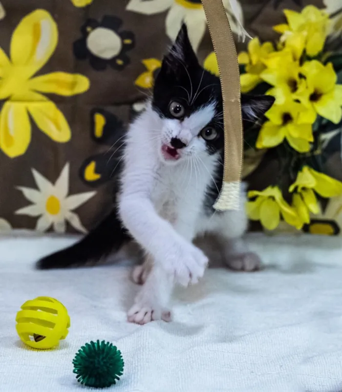 Gato ra a SRD idade 2 a 6 meses nome MEG