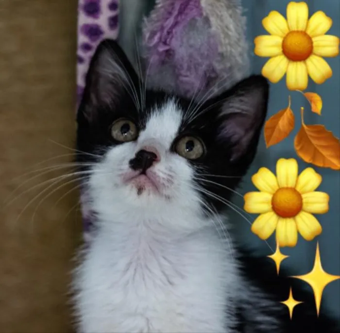 Gato ra a SRD idade 2 a 6 meses nome MEG