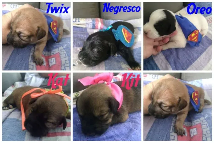 Cachorro ra a  idade Abaixo de 2 meses nome Bebês