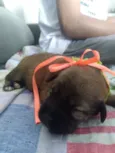 Bebês