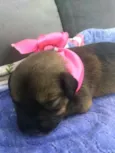 Bebês