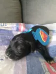 Bebês