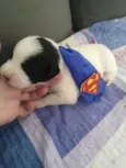 Bebês