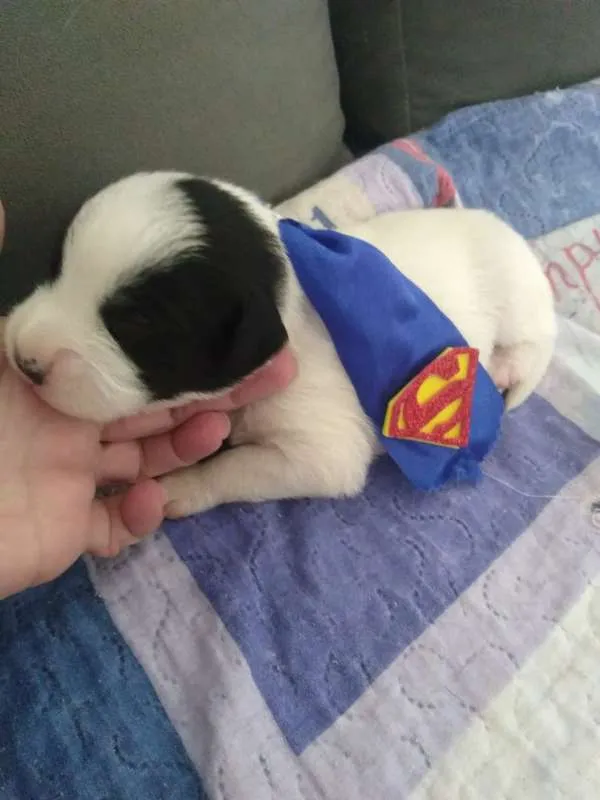 Cachorro ra a  idade Abaixo de 2 meses nome Bebês
