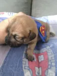 Bebês