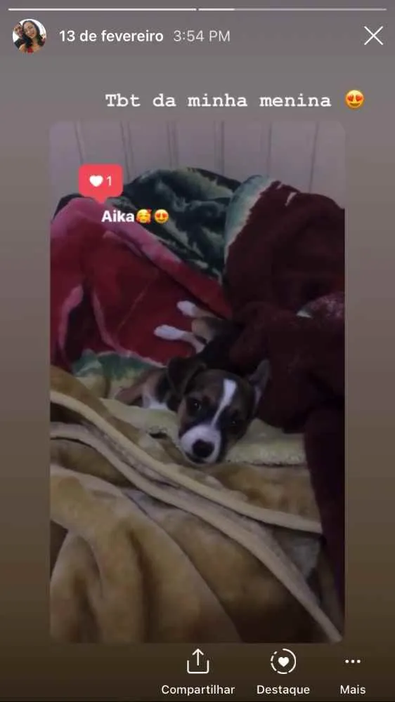 Cachorro ra a Vira lata  idade 7 a 11 meses nome Aika