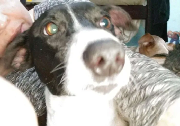Cachorro ra a SRD idade 1 ano nome Blizzard