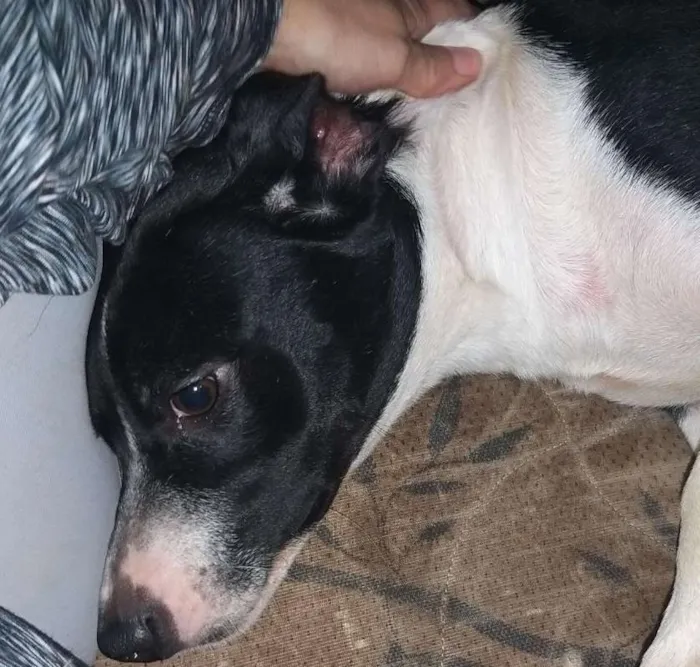 Cachorro ra a SRD idade 1 ano nome Blizzard