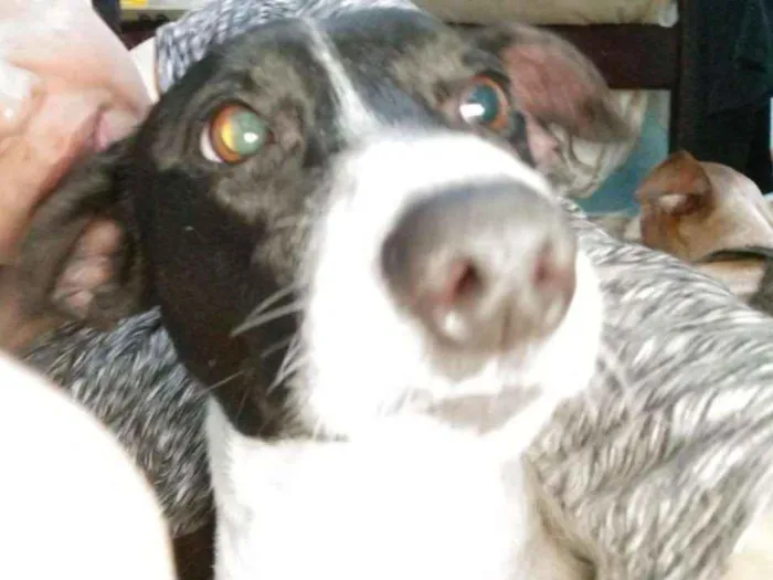 Cachorro ra a SRD idade 1 ano nome Blizzard