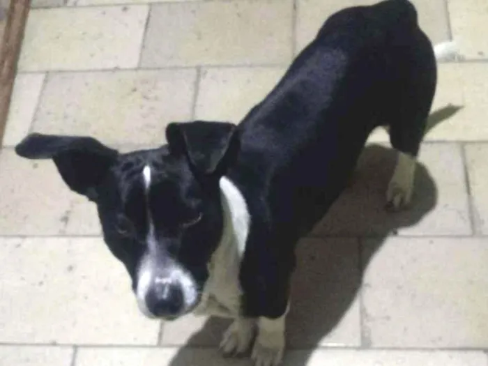 Cachorro ra a SRD idade 1 ano nome Blizzard