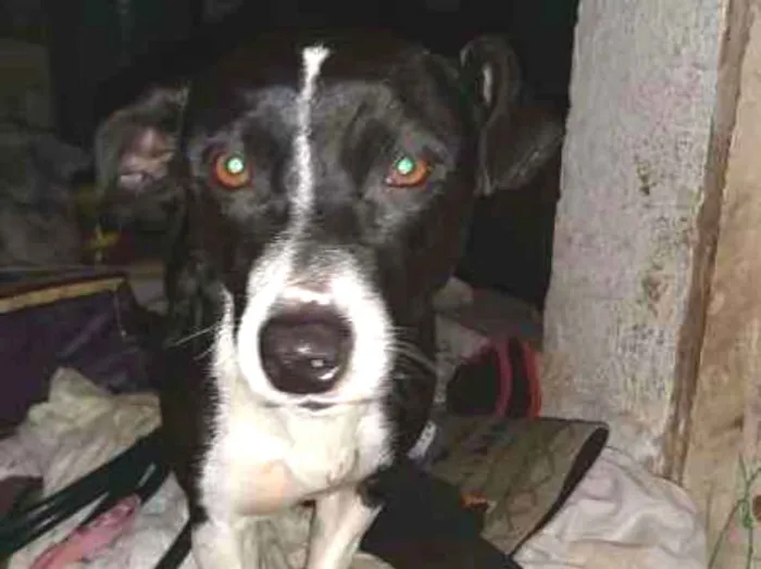 Cachorro ra a SRD idade 1 ano nome Blizzard