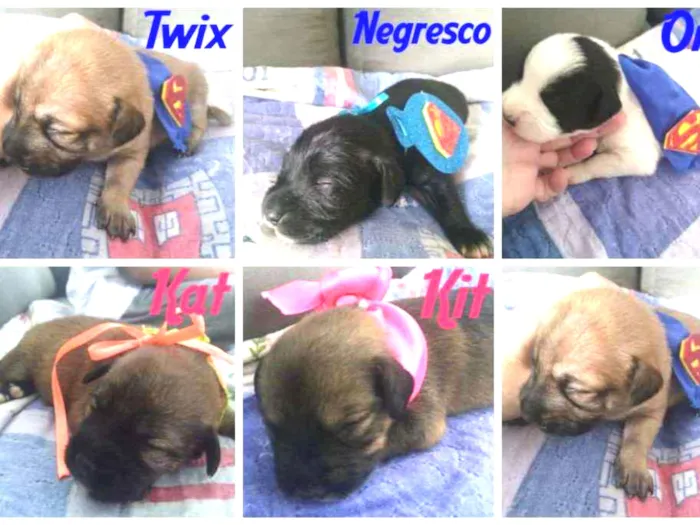 Cachorro ra a  idade Abaixo de 2 meses nome Bebês