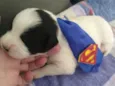 Bebês