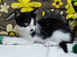 Gato raça SRD idade 2 a 6 meses nome MEG