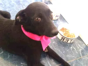 Cachorro raça SRD idade 1 ano nome Koka