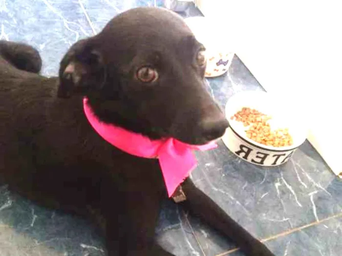 Cachorro ra a SRD idade 1 ano nome Koka