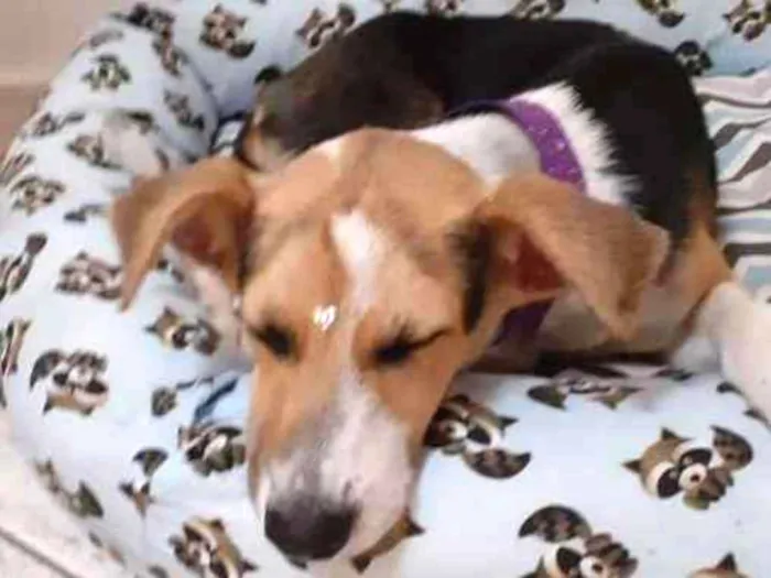 Cachorro ra a  idade 2 a 6 meses nome Flor e Flora