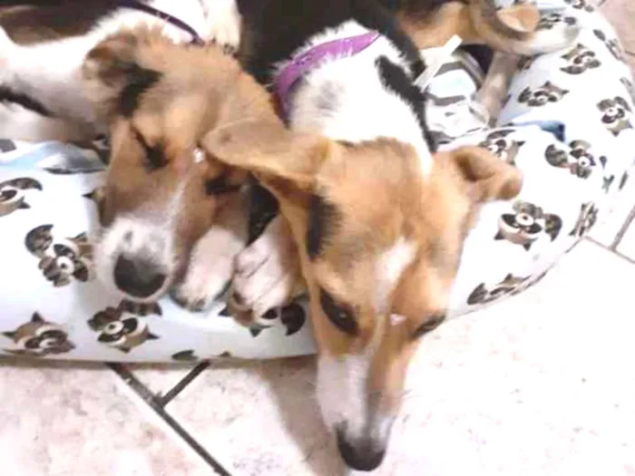Cachorro ra a  idade 2 a 6 meses nome Flor e Flora