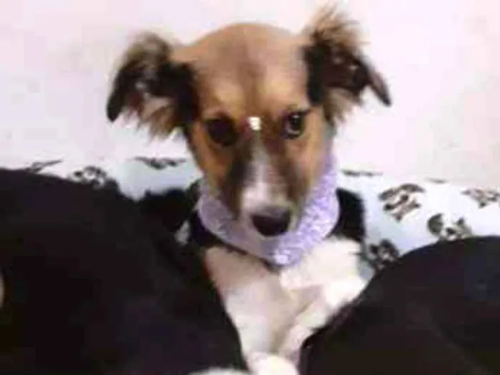 Cachorro ra a  idade 2 a 6 meses nome Flor e Flora