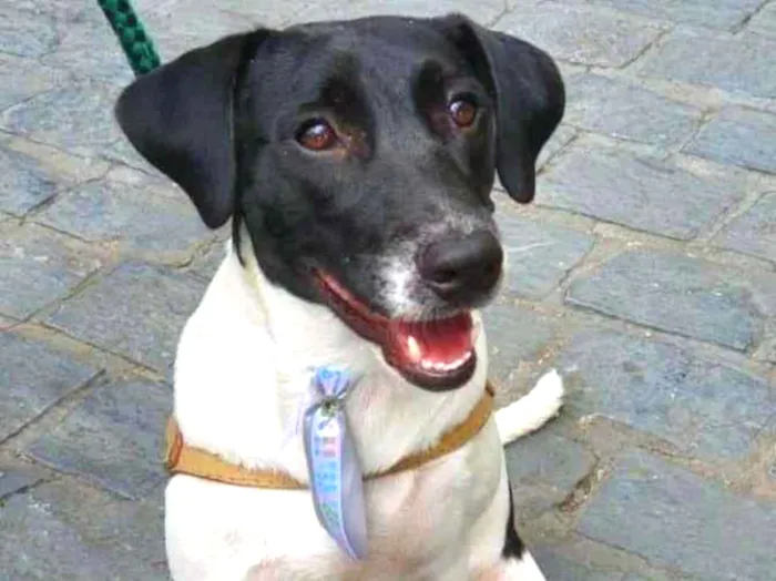 Cachorro ra a  idade 1 ano nome Valentim