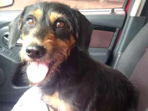 Cachorro raça  idade 2 anos nome Orpheu