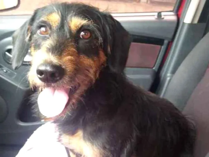 Cachorro ra a  idade 2 anos nome Orpheu