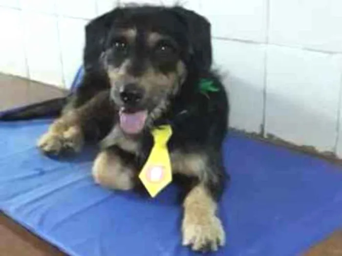 Cachorro ra a  idade 2 anos nome Orpheu
