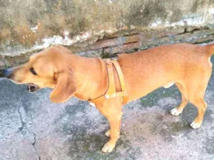 Cachorro raça SRD idade 2 a 6 meses nome Bhummer