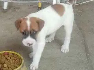 Cachorro raça Nao sei  idade 2 a 6 meses nome Sem nome