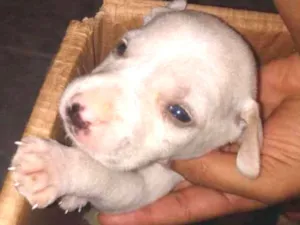 Cachorro raça Sem raça definida  idade Abaixo de 2 meses nome Marlon-Bred-pérola