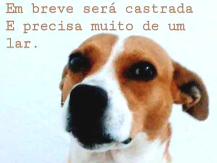 Cachorro ra a Srd idade 2 a 6 meses nome Mel