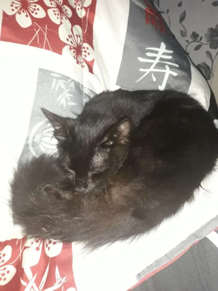 Gato ra a  idade 2 a 6 meses nome Sem nome 