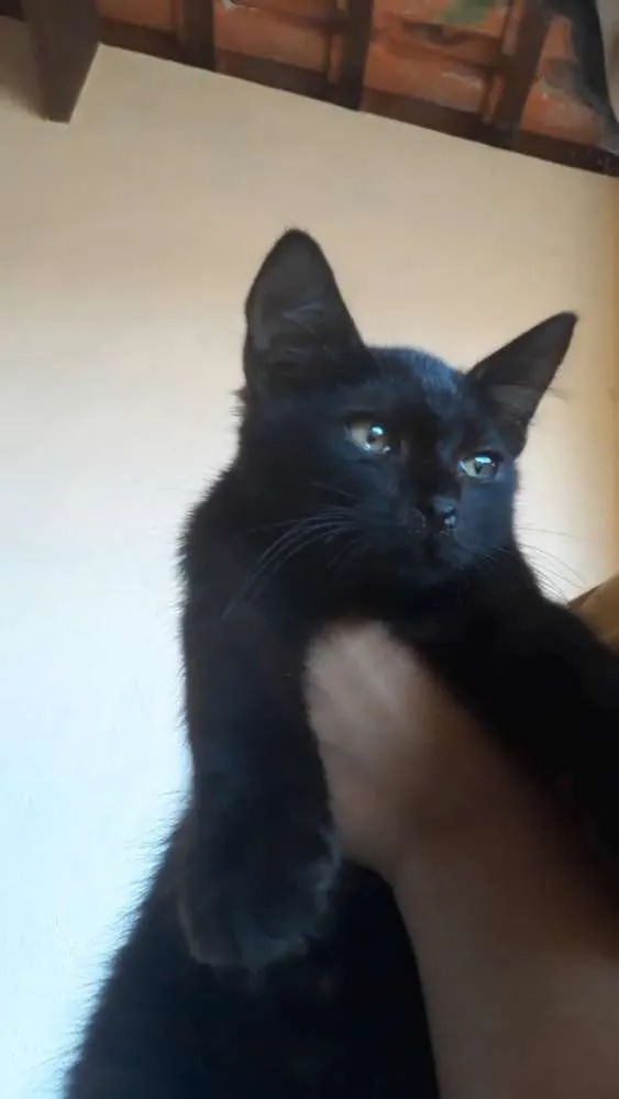 Gato ra a  idade 2 a 6 meses nome Sem nome 