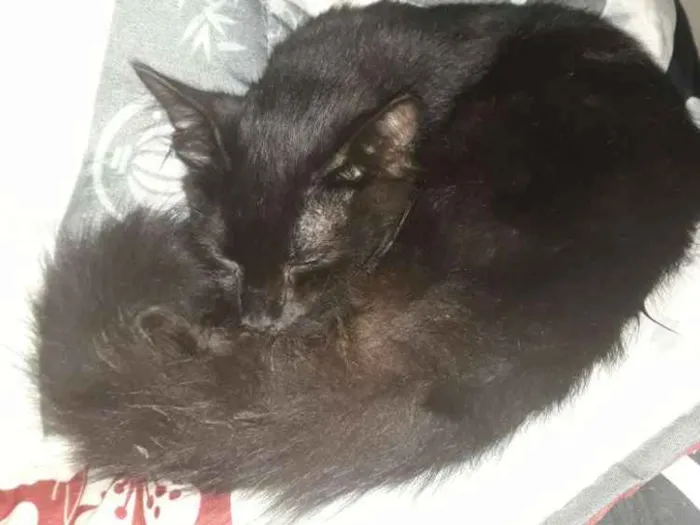 Gato ra a  idade 2 a 6 meses nome Sem nome 