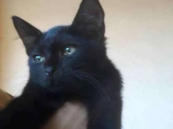 Gato ra a  idade 2 a 6 meses nome Sem nome 