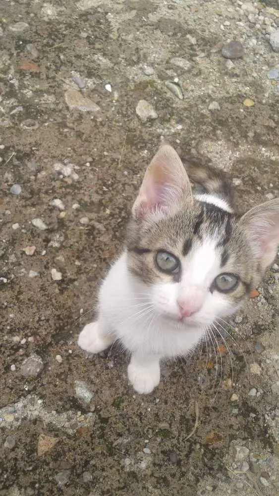 Gato raça sem  raça  idade 2 a 6 meses nome Nina