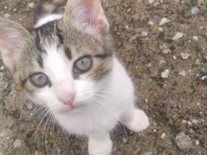 Gato raça sem  raça  idade 2 a 6 meses nome Nina