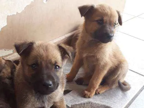 Cachorro ra a Vira lata idade Abaixo de 2 meses nome Sem nomes filhotes