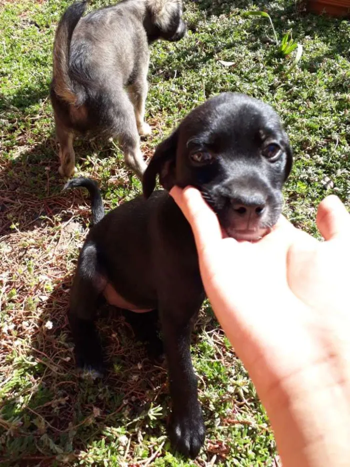 Cachorro ra a Vira lata idade Abaixo de 2 meses nome Sem nome